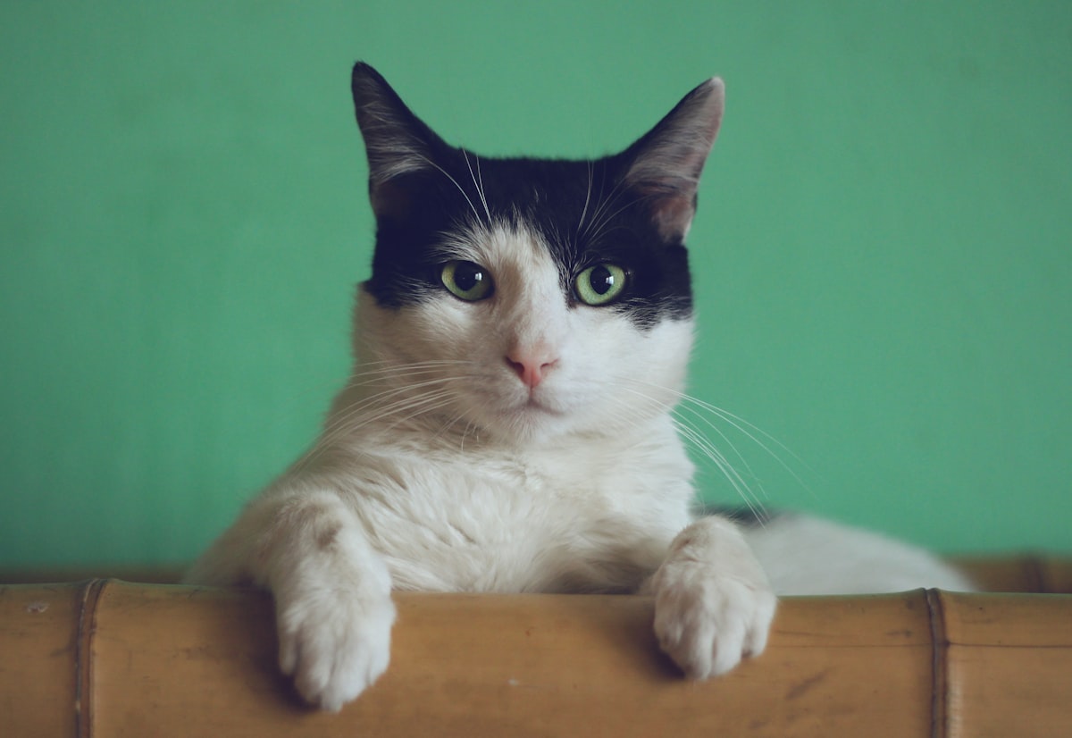 A happy cat wearing a cute accessory